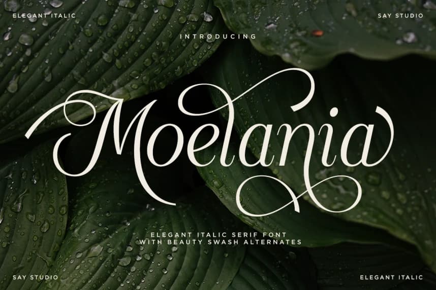 Moelania DEMO Font – Display creative asset